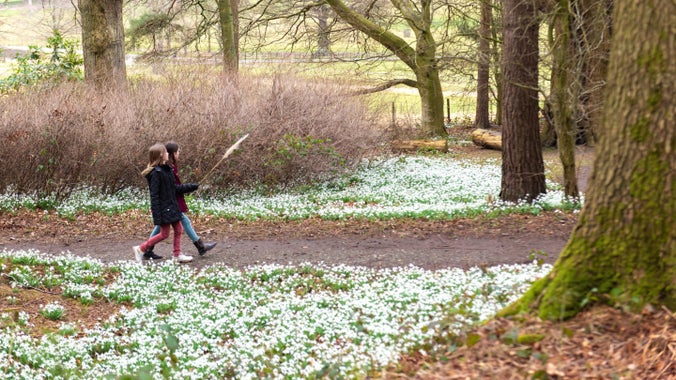 Children walking through woodland filled with snowdrops in winter at Chirk Castle estate in Wrexham, Wales
